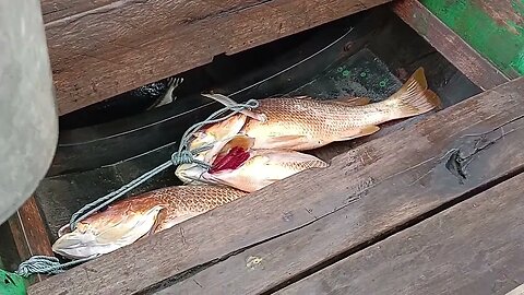 Hasil Tangkapan Nelayan