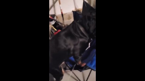 Funny Video #7