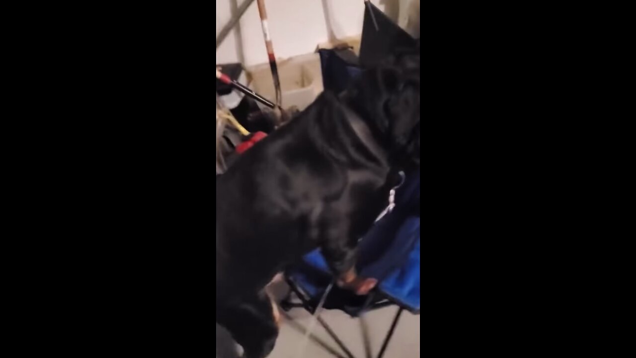 Funny Video #7