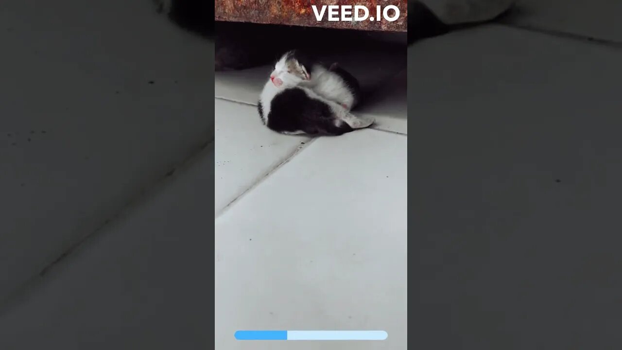 ❤️Mak Kumil 💓 #shorts #youtubeshorts #kucing