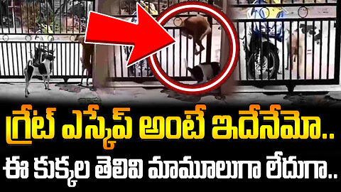 గ్రేట్ ఎస్కేప్ అంటే ఇదేనేమో..ఈ కుక్కల తెలివి మామూలుగా లేదుగా..|Grate Escape From Two Dogs||FBTV NEWS