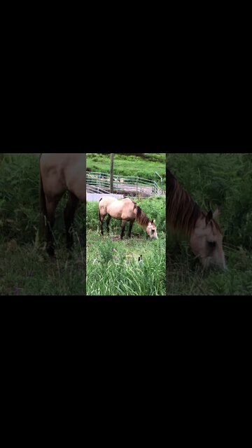 Still pumping Arthur full of food. His girlfriends abandoned him today lol 😆