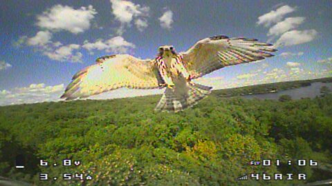 Drone Survives Hawk Attack