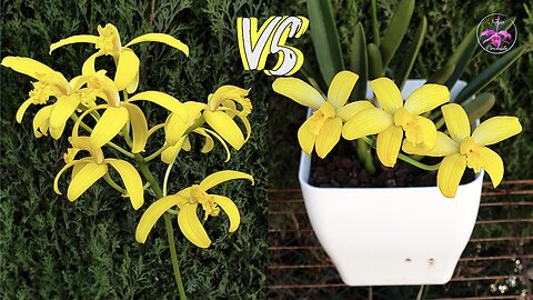 Repotting Cattleya Lobata & Dimorphorchis Lowii | Repotting Orchid Care Tips #ninjaorchids