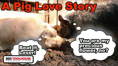 A PIG ROMANCE STORY: Can "SQUEALY DAN" Woo MERIDA?