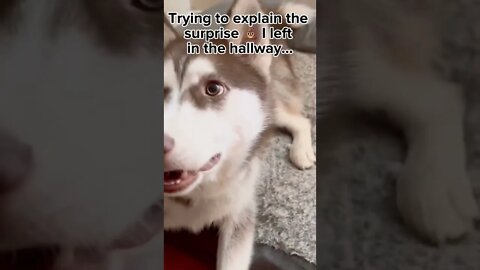 Trying to explain my POOP in the hallway…💩#puppy #husky #puppies #siberianhusky #shorts