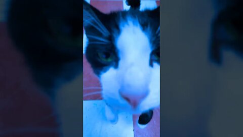 😼 Inside the Cat Rescue 😼 05 #shorts