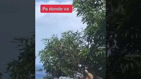 poor dog 🐕 just trying to get some sleep #dog #viral
