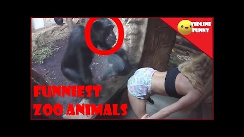 Funniest fails in the zoo! |😂| TRY NOT TO LAUGH COMPILATION 2018 (95% FAIL)