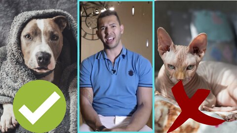 Andrew Tate On Real Men Have Dogs Over Cats