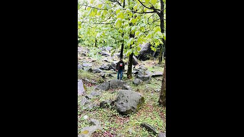 Manali forest