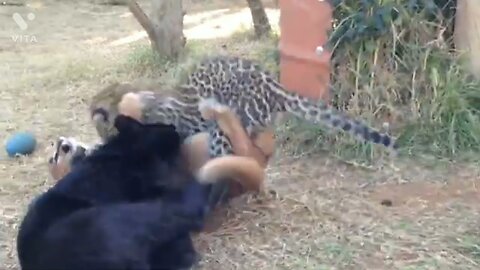 //small Black panthers vs small tiger // smoll Tiger fight funny video animals angry tiger 🐅🐅🐅🐅🐯🐅🐅🐅