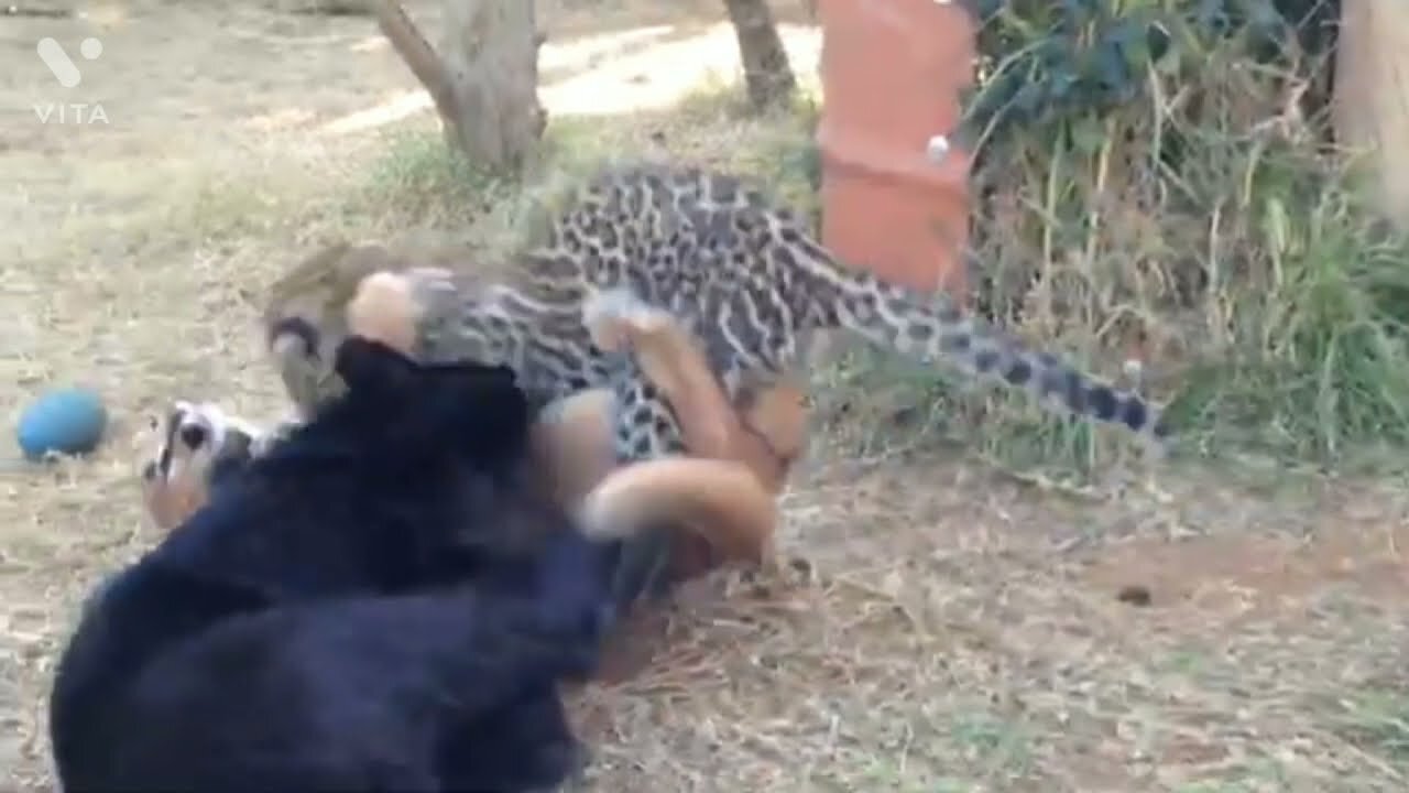 //small Black panthers vs small tiger // smoll Tiger fight funny video animals angry tiger 🐅🐅🐅🐅🐯🐅🐅🐅