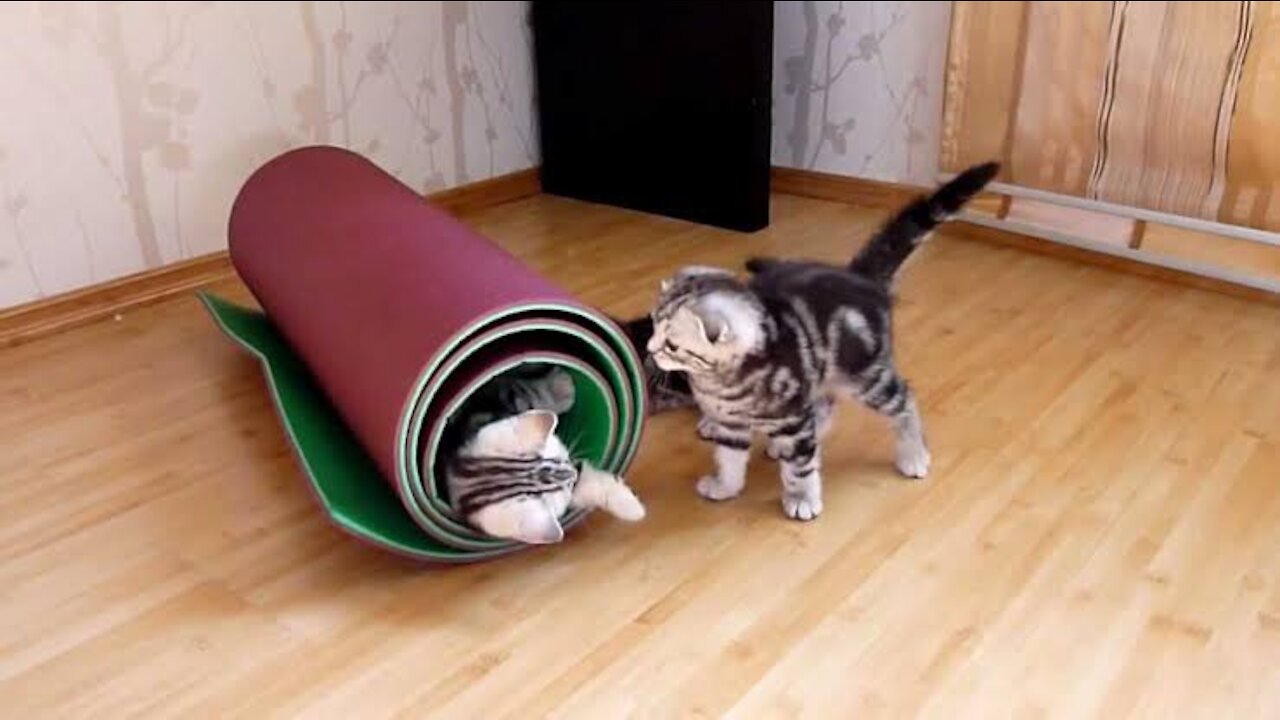 Big bang of Funny and Cute Kittens