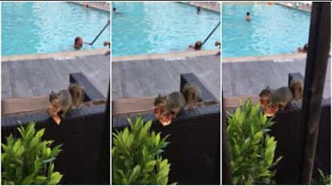 Scoiattolo ruba del cibo nella piscina dell'hotel