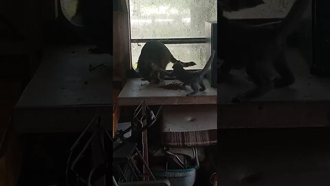 Kitten Fights Raccoon Over Food! 🤣