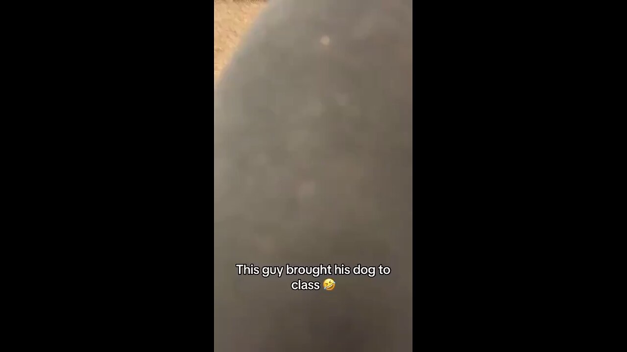 Funny animals videos/dogs in the classroom/dog study