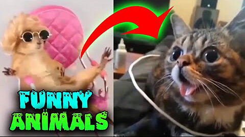 Funny Cats And Dogs Videos 😂 #1 - Best Funniest Animal Videos 2023 😅