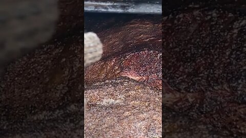 No Puddle on Top of Brisket...Bark Starting to Setup #bbq #offset #smoker #fire #brisket