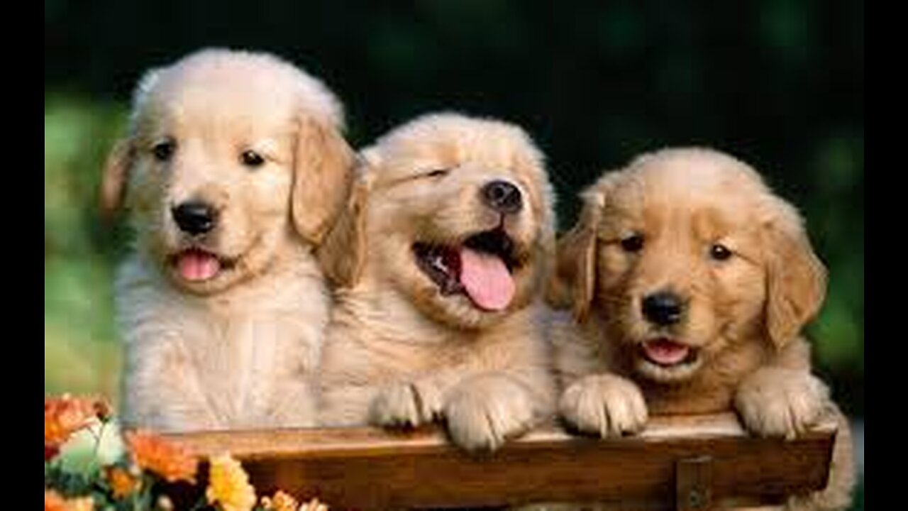 Facts when you got a dog 😏 Funny and Cute Dog and Human Videos ☺️