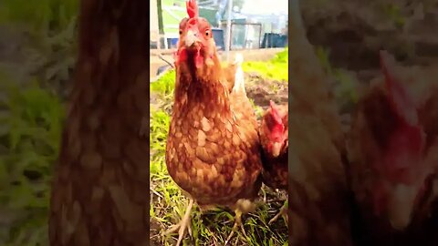 Chickens On The Loose