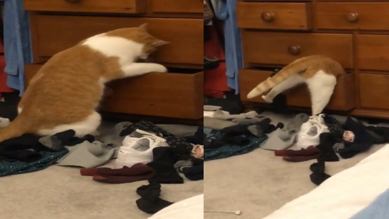 funny cat video, this cat wants to enter the closet