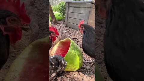 Pecked out Watermelon by CHiCkEnS?! Sweet Summer Treat!