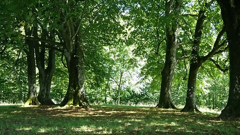 20 Minutes of Soothing Ambient Audio with Forest Visual