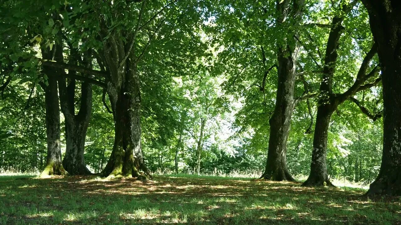 20 Minutes of Soothing Ambient Audio with Forest Visual