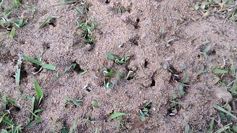 The ants go marching(Thescifishotstorywriter.com)