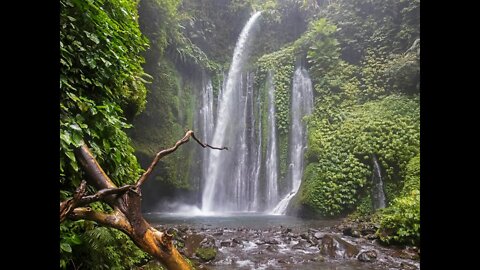 Rainforest Jungle Relaxing Sound Birds chirping soothing ambience