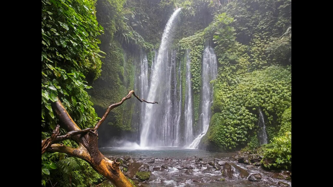 Rainforest Jungle Relaxing Sound Birds chirping soothing ambience