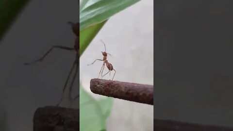 Sad Ant