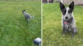 Sprightly pup has the time of her life with creative dog toy