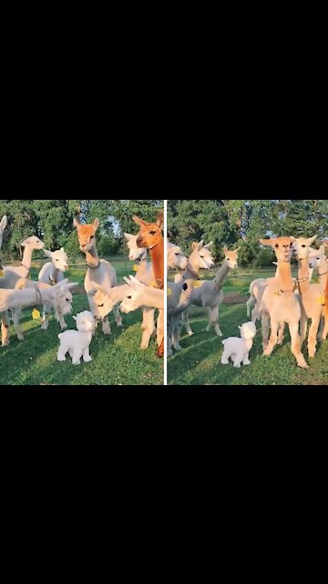 Confused alpacas utterly bewildered by lookalike imposter