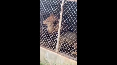 The zoo keeper playing with lion