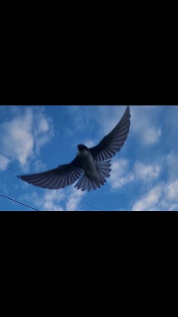 Again With Tree Swallows