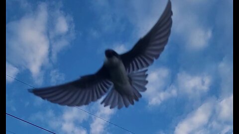Again With Tree Swallows
