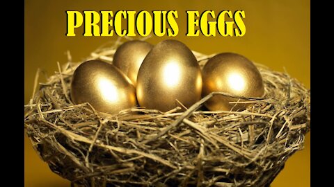 The hen protects her eggs.
