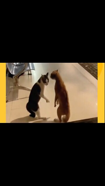 Funny cat videos 😂