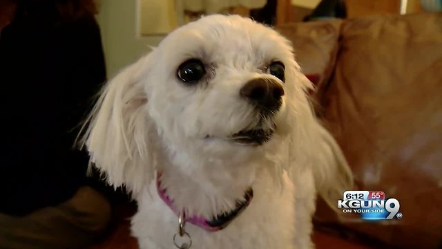 Dog owner believes her dog may have been exposed to valley fever from Ina Road construction dust