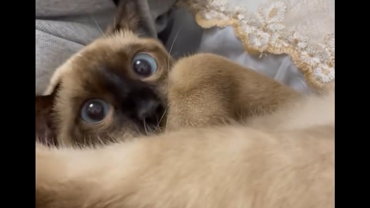 something wrong with this cat
