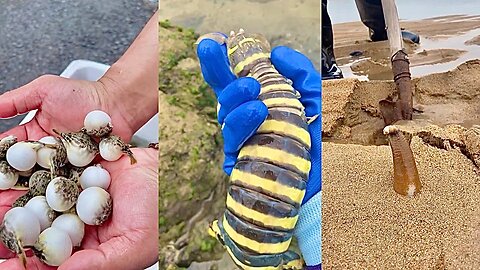 Hunt for Rare and Cute Animals Around the Beach