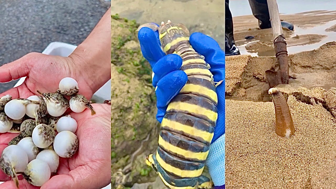 Hunt for Rare and Cute Animals Around the Beach