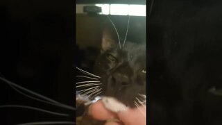 Petting the desk Kitty #shorts #shortsvideo #shortsfeed #youtubeshorts
