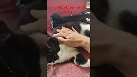 Oreo the #cat was #sleeping on the jobs and needed some #pets.. #kitty