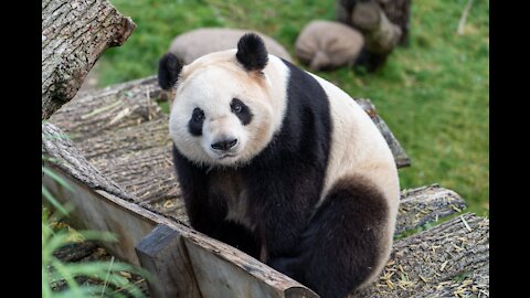 Cuteness Overloaded!!! Panda Videos
