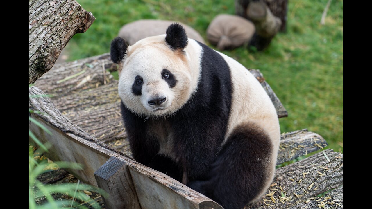 Cuteness Overloaded!!! Panda Videos