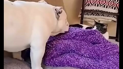 Cat in attacking mode beautiful agretion