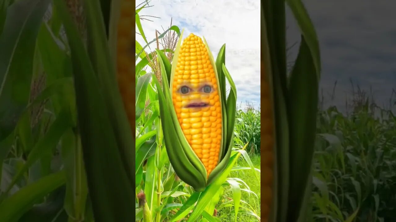 What do you tell an ear of corn... #dadjokes #jokes #fyp #graduation